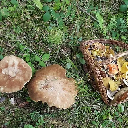 Gaja Dom wakacyjny *