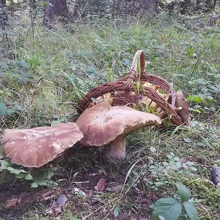Gaja Dom wakacyjny *